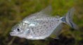 /album/fotogaleria-elcriadero/piranha-red-spotted-black-jpg2/